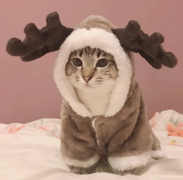 Baju kucing dengan motif musim dingin